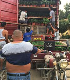 發(fā)貨現(xiàn)場1